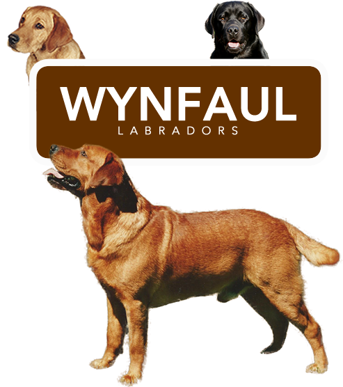 Wynfaul Labradors
